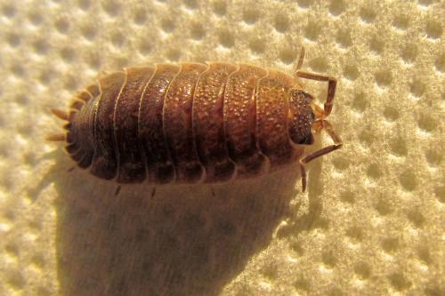 Porcellio scaber